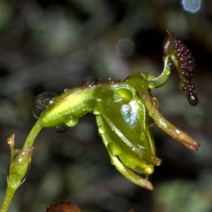 Caleana minor at Vincentia, NSW - suppressed