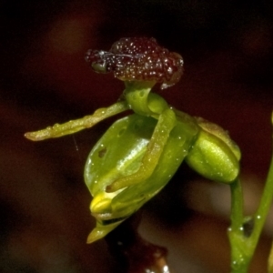 Caleana minor at Vincentia, NSW - suppressed