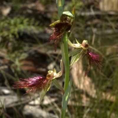 Calochilus paludosus (Strap Beard Orchid) at Beaumont, NSW - 20 Oct 2011 by AlanS