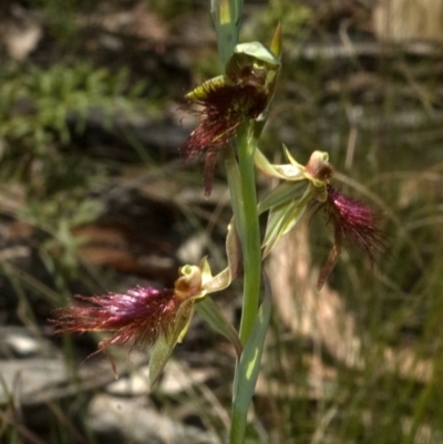 Calochilus paludosus (Strap Beard Orchid) at Beaumont, NSW - 21 Oct 2011 by AlanS