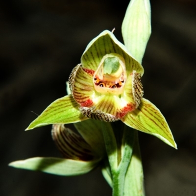 Calochilus paludosus (Strap Beard Orchid) at Tianjara, NSW - 20 Oct 2007 by AlanS