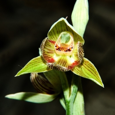Calochilus paludosus (Strap Beard Orchid) at Tianjara, NSW - 21 Oct 2007 by AlanS