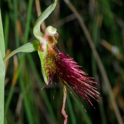 Calochilus paludosus (Strap Beard Orchid) at North Nowra, NSW - 10 Oct 2015 by AlanS