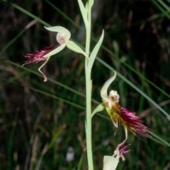 Calochilus paludosus at Bomaderry Creek Regional Park - 11 Oct 2015
