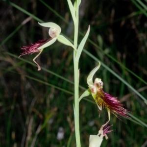 Calochilus paludosus at Bomaderry Creek Regional Park - 11 Oct 2015