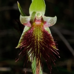 Calochilus paludosus at Bomaderry Creek Regional Park - 11 Oct 2015