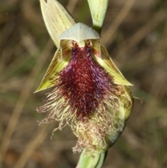 Calochilus platychilus (Purple Beard Orchid) at Bendalong, NSW - 7 Oct 2008 by AlanS