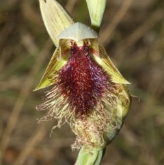 Calochilus platychilus (Purple Beard Orchid) at Bendalong, NSW - 8 Oct 2008 by AlanS