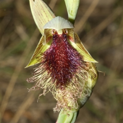 Calochilus platychilus (Purple Beard Orchid) at Red Head Villages Bushcare - 7 Oct 2008 by AlanS