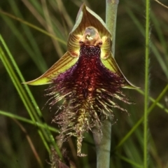 Calochilus platychilus (Purple Beard Orchid) at Beaumont, NSW - 20 Oct 2011 by AlanS