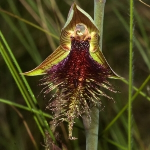 Calochilus platychilus at Beaumont, NSW - 21 Oct 2011