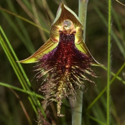 Calochilus platychilus (Purple Beard Orchid) at Beaumont, NSW - 20 Oct 2011 by AlanS