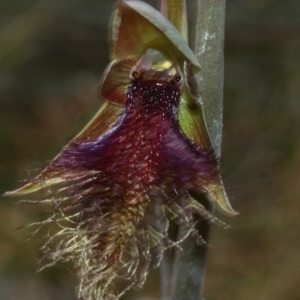 Calochilus platychilus at Beaumont, NSW - 21 Oct 2011