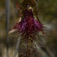 Calochilus platychilus (Purple Beard Orchid) at Falls Creek, NSW - 10 Oct 2010 by AlanS