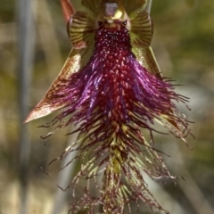 Calochilus platychilus at Falls Creek, NSW - 10 Oct 2010