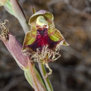 Calochilus platychilus at Tianjara, NSW - 15 Oct 2015