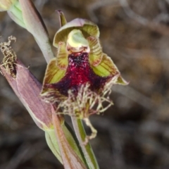 Calochilus platychilus (Purple Beard Orchid) at Tianjara, NSW - 14 Oct 2015 by AlanS