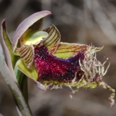 Calochilus platychilus at Tianjara, NSW - suppressed