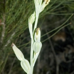 Calochilus pulchellus (Pretty Beard Orchid) at Jervis Bay National Park - 3 Nov 2006 by AlanS