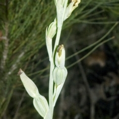 Calochilus pulchellus at Vincentia, NSW - 4 Nov 2006