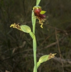 Calochilus pulchellus (Pretty Beard Orchid) at Vincentia, NSW - 26 Oct 2011 by AlanS