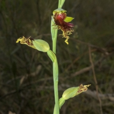 Calochilus pulchellus (Pretty Beard Orchid) at Vincentia, NSW - 25 Oct 2011 by AlanS