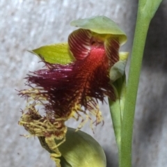 Calochilus pulchellus at Vincentia, NSW - suppressed