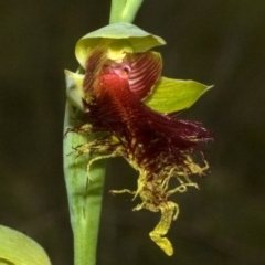 Calochilus pulchellus at Vincentia, NSW - 26 Oct 2011