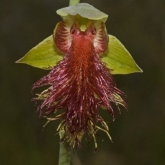 Calochilus pulchellus at Vincentia, NSW - 26 Oct 2011