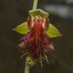 Calochilus pulchellus at Vincentia, NSW - 26 Oct 2011