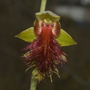 Calochilus pulchellus at Vincentia, NSW - 26 Oct 2011