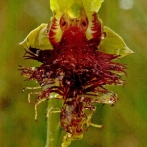 Calochilus pulchellus at Vincentia, NSW - 1 Nov 2008