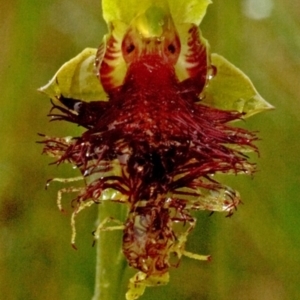 Calochilus pulchellus at Vincentia, NSW - suppressed