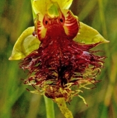 Calochilus pulchellus at Vincentia, NSW - suppressed