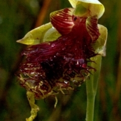 Calochilus pulchellus at Vincentia, NSW - suppressed