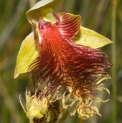 Calochilus pulchellus (Pretty Beard Orchid) at Vincentia, NSW - 9 Nov 2008 by AlanS