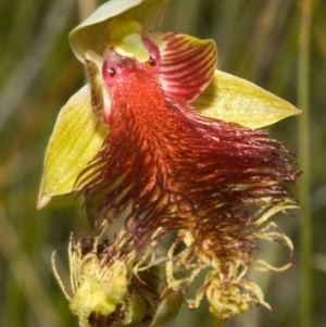 Calochilus pulchellus at Vincentia, NSW - suppressed