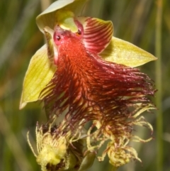 Calochilus pulchellus (Pretty Beard Orchid) at Jervis Bay National Park - 8 Nov 2008 by AlanS