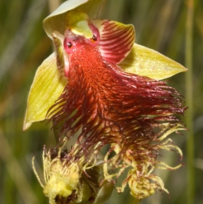 Calochilus pulchellus (Pretty Beard Orchid) at Jervis Bay National Park - 8 Nov 2008 by AlanS