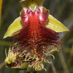 Calochilus pulchellus at Vincentia, NSW - suppressed