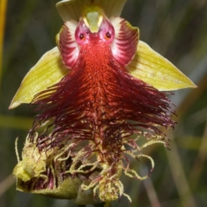 Calochilus pulchellus at Vincentia, NSW - suppressed