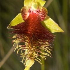 Calochilus pulchellus at Vincentia, NSW - suppressed