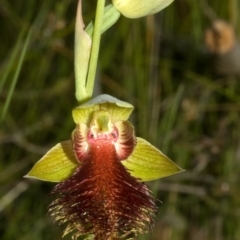 Calochilus pulchellus at Vincentia, NSW - suppressed