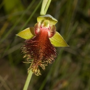 Calochilus pulchellus at Vincentia, NSW - suppressed