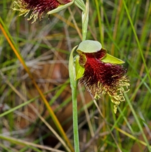 Calochilus pulchellus at Vincentia, NSW - suppressed