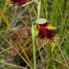 Calochilus pulchellus (Pretty Beard Orchid) at Vincentia, NSW - 31 Oct 2013 by AlanS