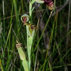 Calochilus pulchellus (Pretty Beard Orchid) at Vincentia, NSW - 7 Nov 2014 by AlanS