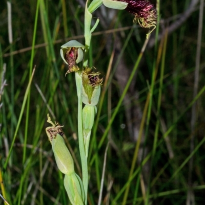 Calochilus pulchellus (Pretty Beard Orchid) at Vincentia, NSW - 6 Nov 2014 by AlanS