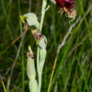 Calochilus pulchellus at Vincentia, NSW - 7 Nov 2014