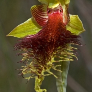 Calochilus pulchellus at Vincentia, NSW - suppressed